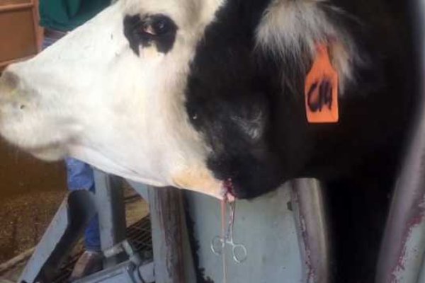 Сайт кракен тор браузера